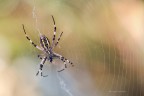 L' argiope bruennichi,  e la sua colazione