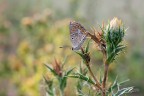 La licenide e il cardo La licenide e il cardo