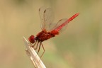 Sympetrum sanguineum
