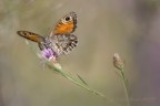 Volando tra un fiore e un fiore... Volando tra un fiore e un fiore...