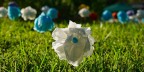 Flowers Flowers