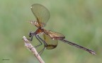 _Calopteryx_haemorrhoidalis