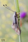 Libelloides coccajus Libelloides coccajus