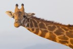 Giraffa in Kenya
