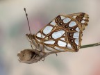issoria lathonia issoria lathonia