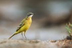 Cutrettola_Motacilla flava Cutrettola_Motacilla flava