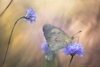 Colias Crocea 3 Colias Crocea 3