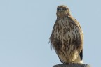 Poiana (Buteo buteo) Poiana (Buteo buteo)