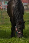 il cavallo