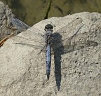 ***Lei e la sua ombra***