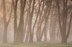 Trees Trees