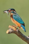 Kingfisher