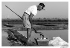 Saline Camillone n.1/2017 Saline Camillone n.1/2017