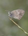 Coenonimpha Pamphilus Coenonimpha Pamphilus