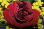 Rosa Rosa