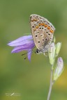 Polyommatus icarus Polyommatus icarus
