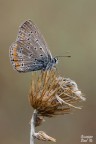 Icarus Icarus