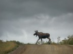 Moose crossing Moose crossing