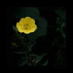 Faccio foto di fiori?