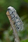 Falena Falena