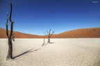 The Tree of Desert