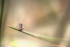 L' ortottero tra le ginestre L' ortottero tra le ginestre