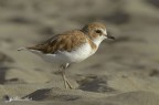 Fratino giovane (Charadrius alexandrinus) Fratino giovane (Charadrius alexandrinus)
