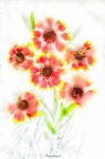 fiori fiori