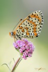 Melitaea didyma Melitaea didyma