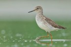 Il passo del boschereccio Il passo del boschereccio