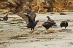 Avvoltoi collorosso (Cathartes aura) Avvoltoi collorosso (Cathartes aura)