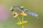 Enallagma cyathigerum female Enallagma cyathigerum female