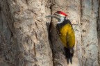Picchio goldenback Picchio goldenback