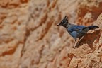 Ghiandaia di Steller (Cyanocitta stelleri) Bryce Canyon Utah