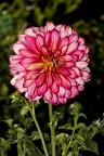 Dalia Dalia