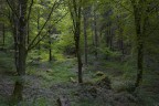 il bosco profondo il bosco profondo