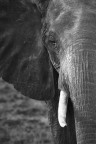 Elefante B&amp;W