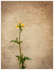 fiore triste fiore triste