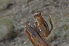 Scoiattolo terricolo dal mantello dorato (Spermophilus later Scoiattolo terricolo dal mantello dorato (Spermophilus later
