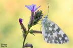 Pontia edusa Pontia edusa