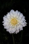 Dalia : dettagli di luce Dalia : dettagli di luce