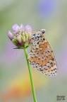 Melitaea didyma Melitaea didyma