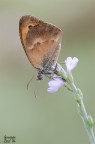 Coenonympha pamphilus