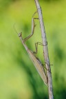 Mantide religiosa Mantide religiosa