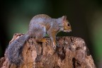 Scoiattolo Grigio
Sciurus carolinensis

iso1600 f5,6 1/320
lombardia settembre 2017