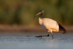 Ibis Sacro (AL TOP non era solo...ahahaha) Ibis Sacro (AL TOP non era solo...ahahaha)