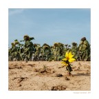 Girasoli Girasoli