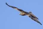 Nibbio reale (Milvus milvus) Nibbio reale (Milvus milvus)