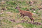 Giovane Capriolo maschio. Giovane Capriolo maschio.