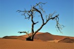 Namib Desert Tree
